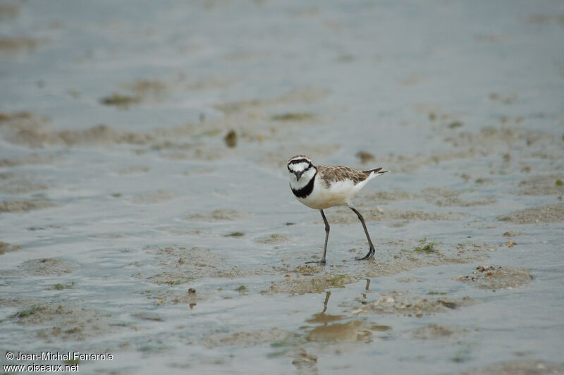 Madagascar Ploveradult