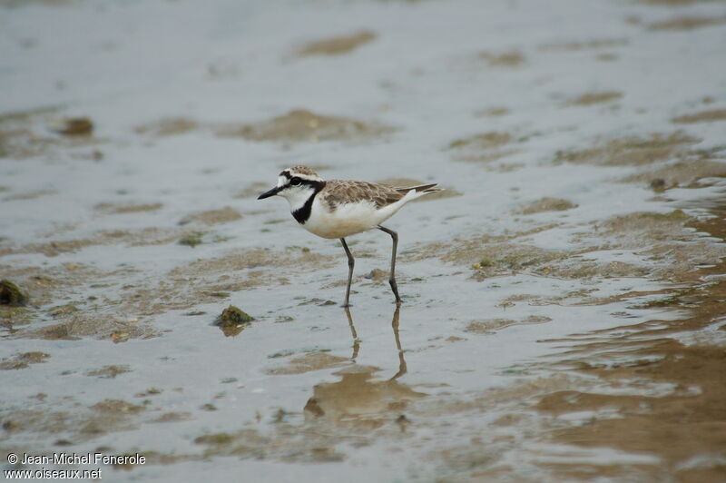 Madagascar Ploveradult