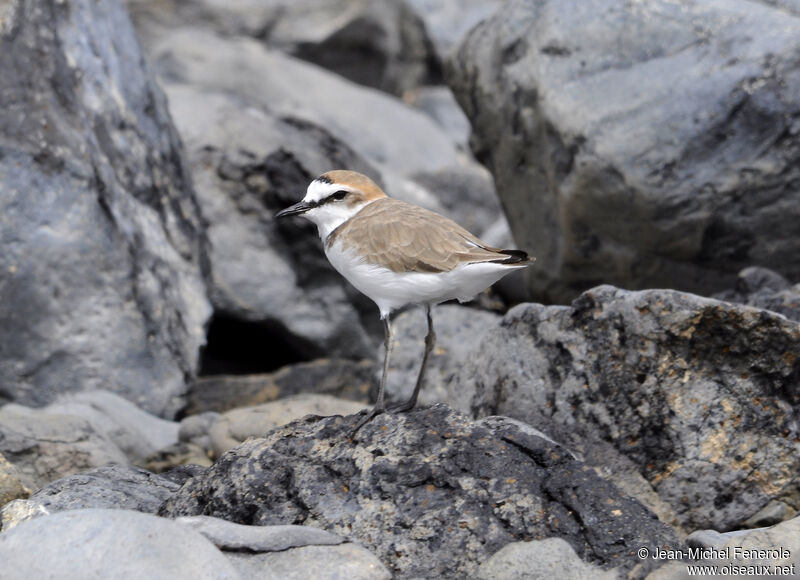 Kentish Plover