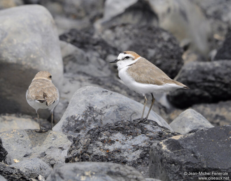 Kentish Plover