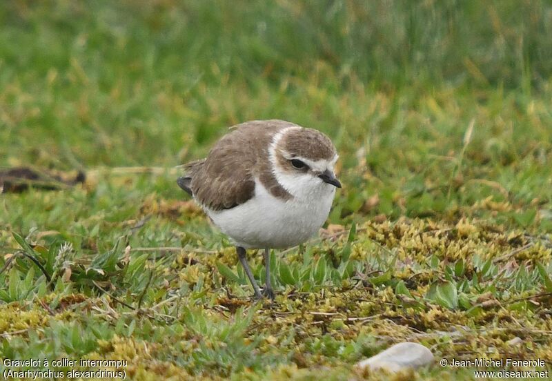 Kentish Plover female