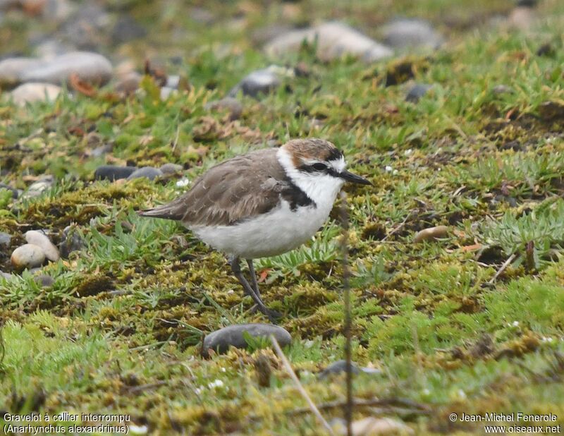 Kentish Plover