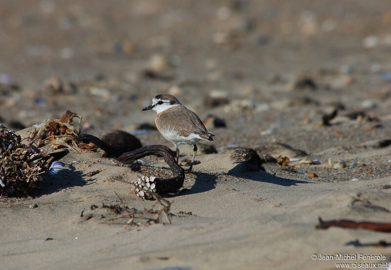 White-fronted Plover