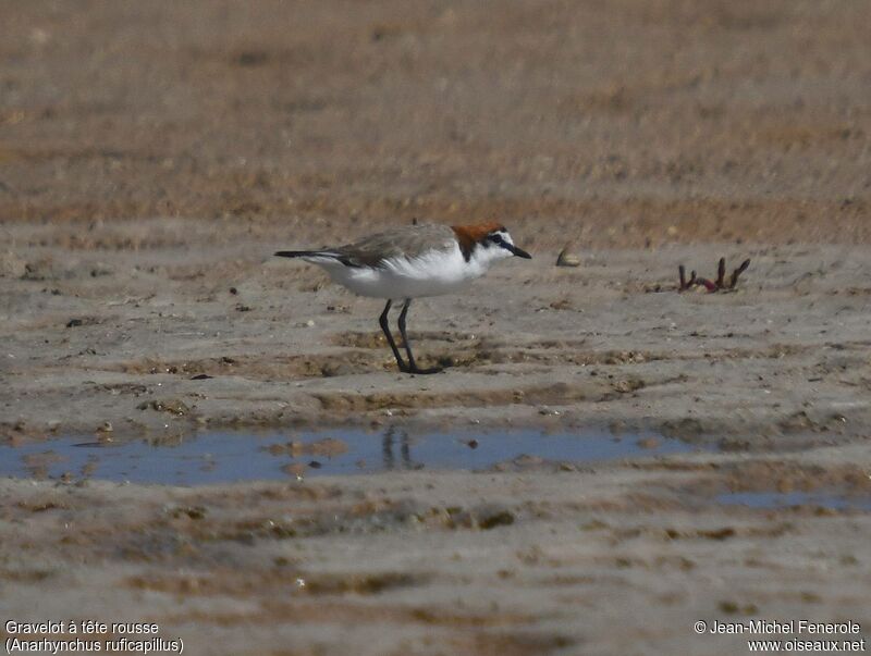 Red-capped Plover