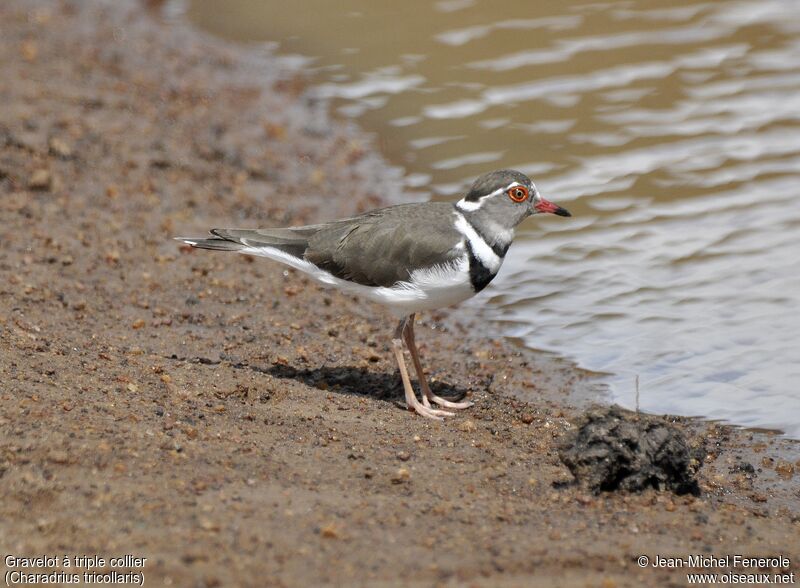 Three-banded Plover