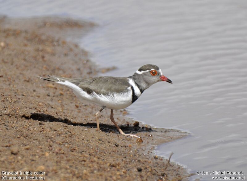 Three-banded Plover