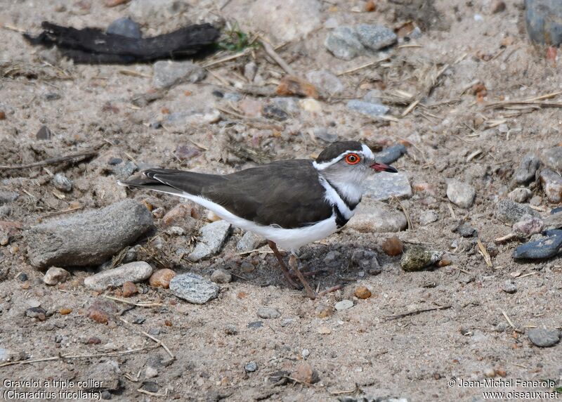 Three-banded Plover