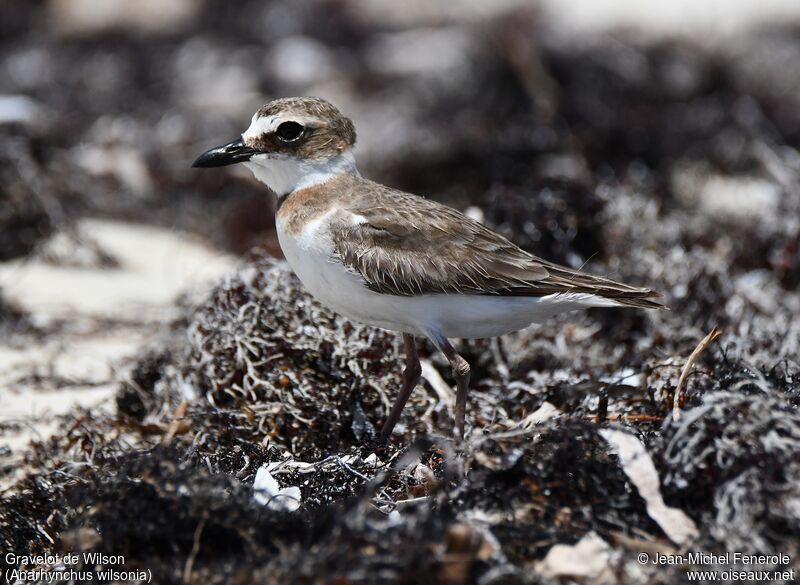 Wilson's Plover