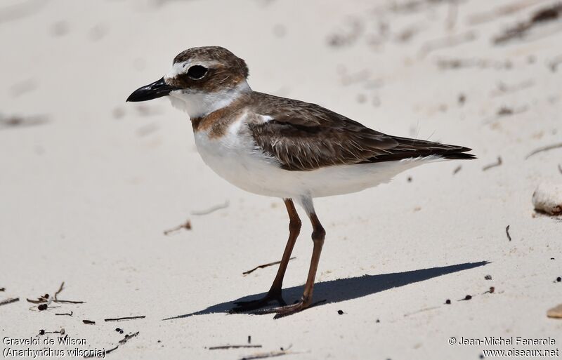 Wilson's Plover