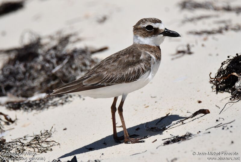 Wilson's Plover