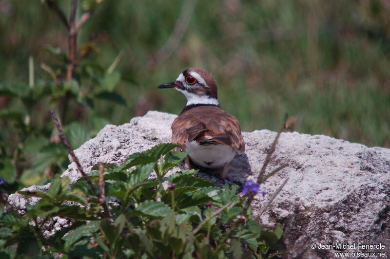 Killdeer