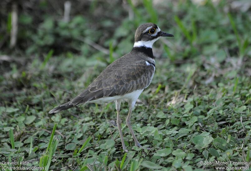 Killdeer