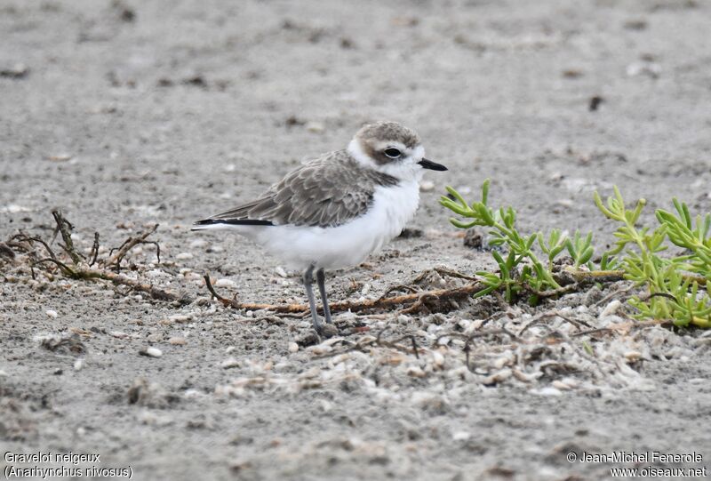 Snowy Ploverimmature