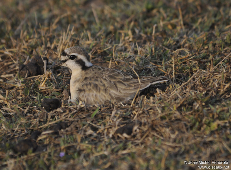 Kittlitz's Plover