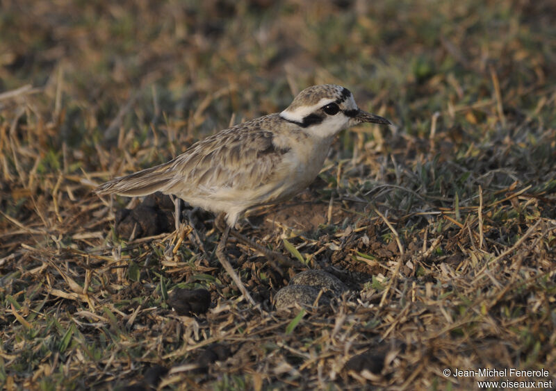 Kittlitz's Plover