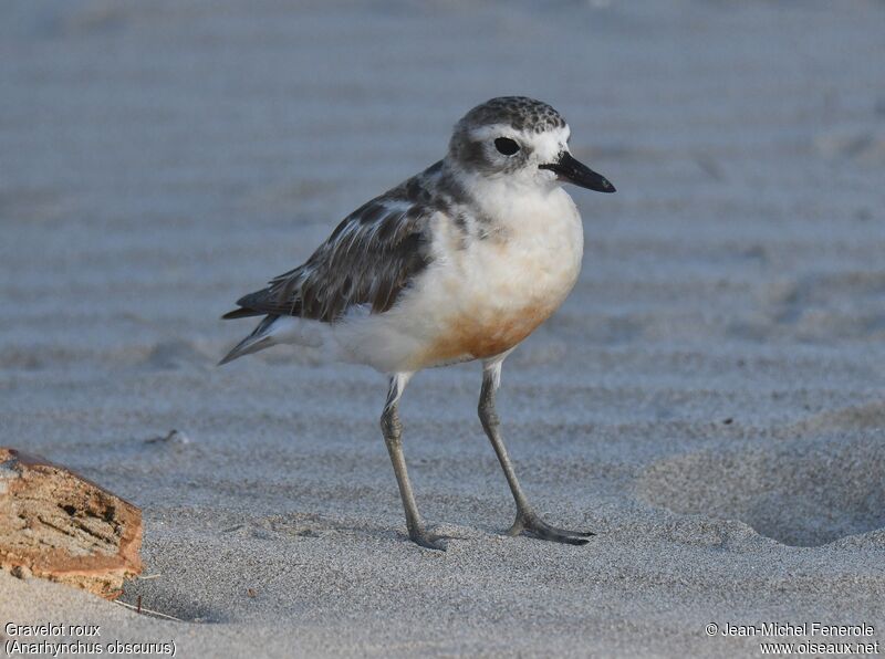 New Zealand Plover