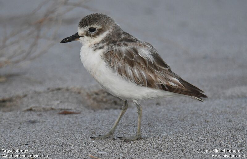 New Zealand Plover