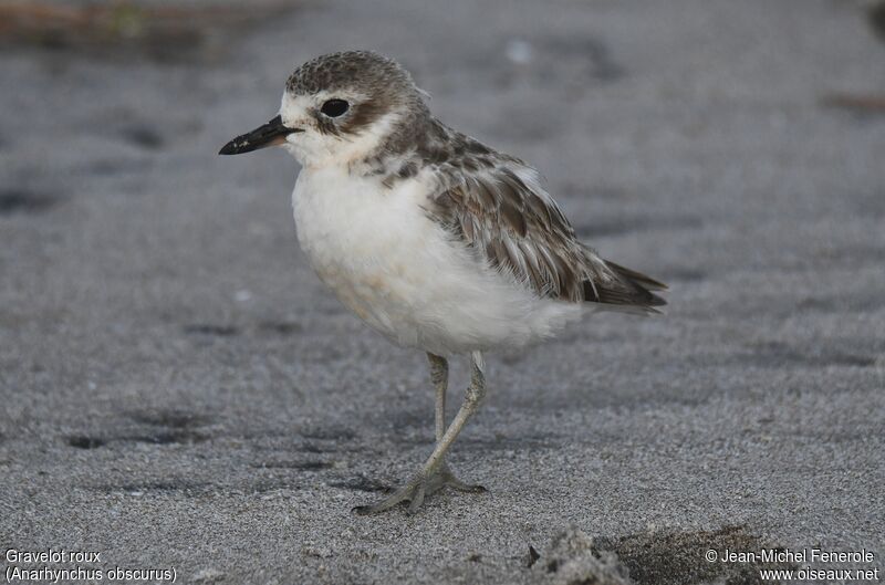 New Zealand Plover