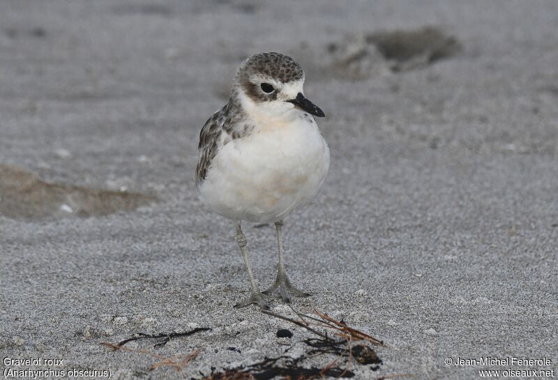 New Zealand Plover