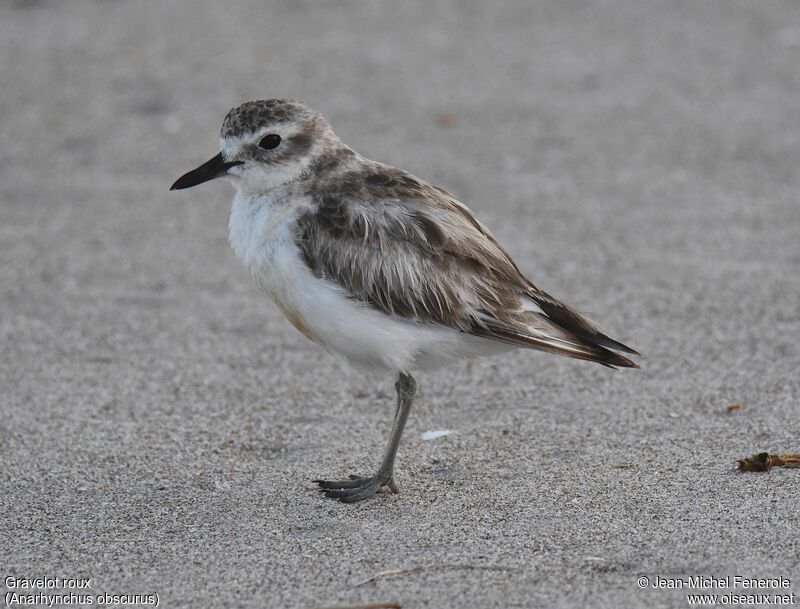 New Zealand Plover