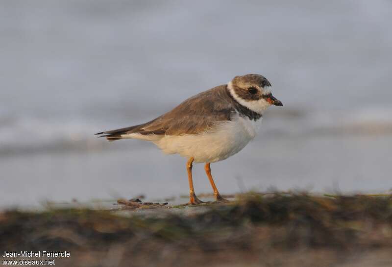 Semipalmated Ploveradult, identification