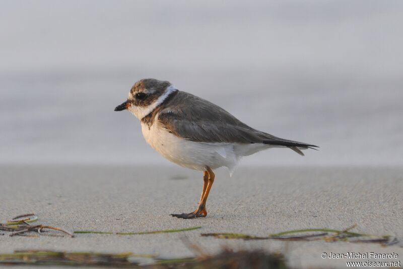 Semipalmated Plover