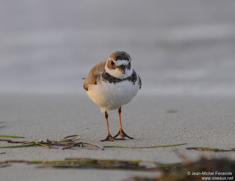 Semipalmated Plover