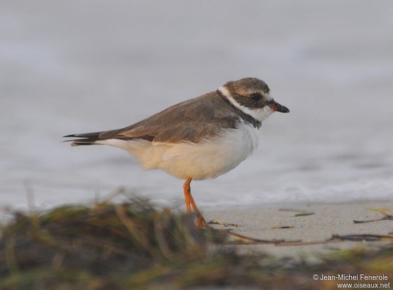 Semipalmated Plover