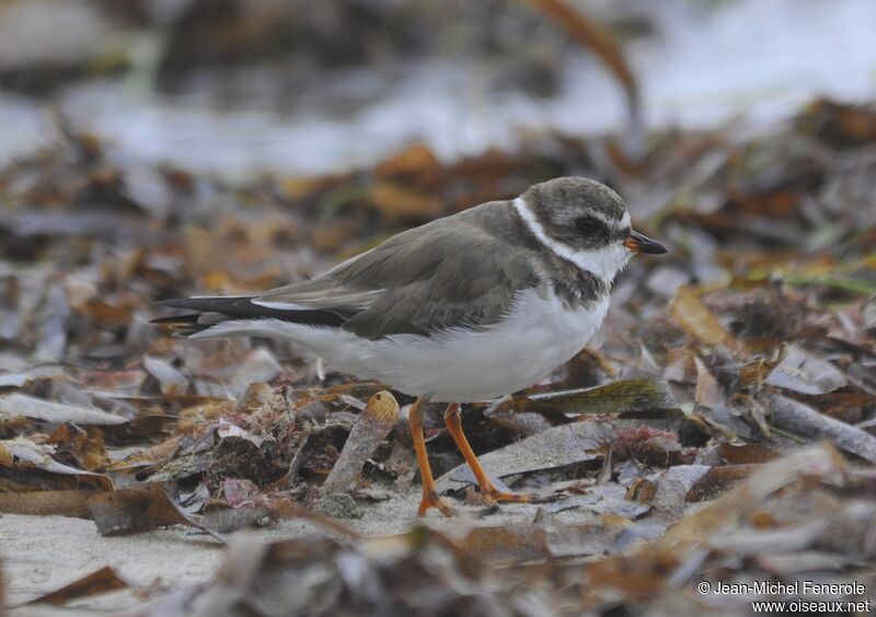 Semipalmated Plover