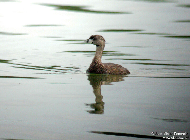 Pied-billed Grebe