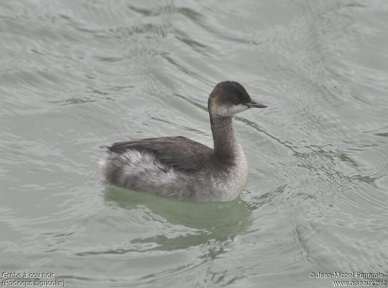 Black-necked Grebe