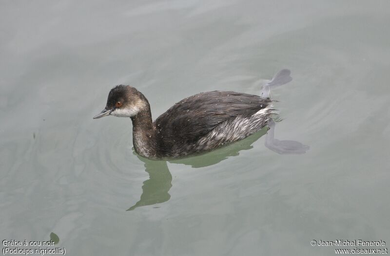 Black-necked Grebe