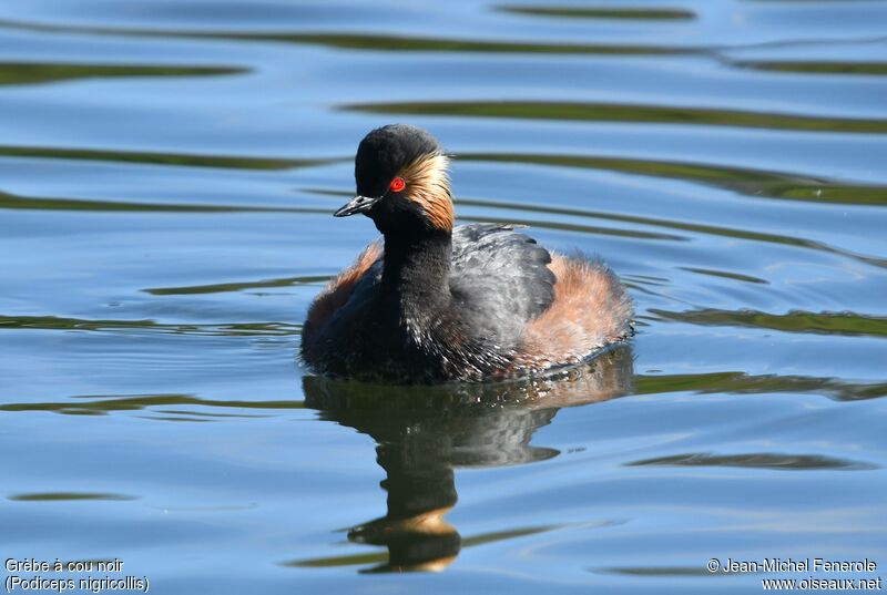 Black-necked Grebe