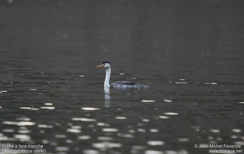 Clark's Grebe