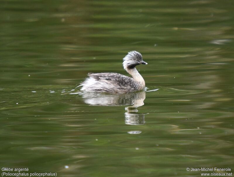 Hoary-headed Grebe