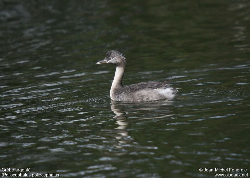 Hoary-headed Grebe