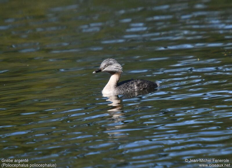 Hoary-headed Grebe