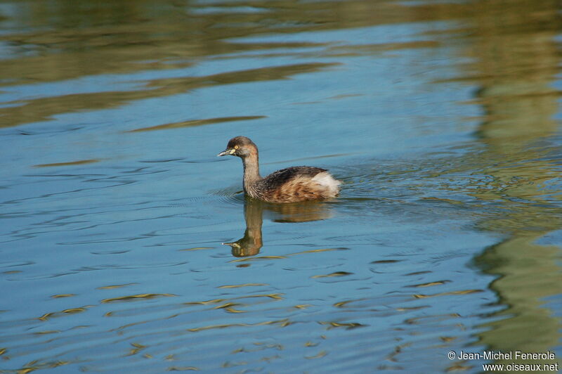 Australasian Grebe