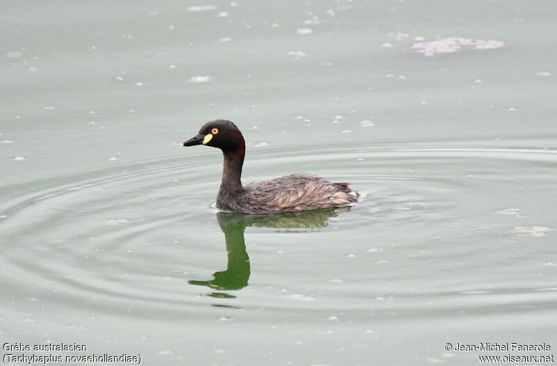 Australasian Grebe