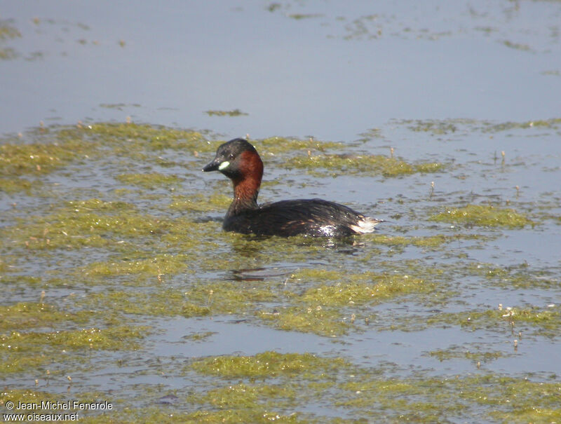 Little Grebe