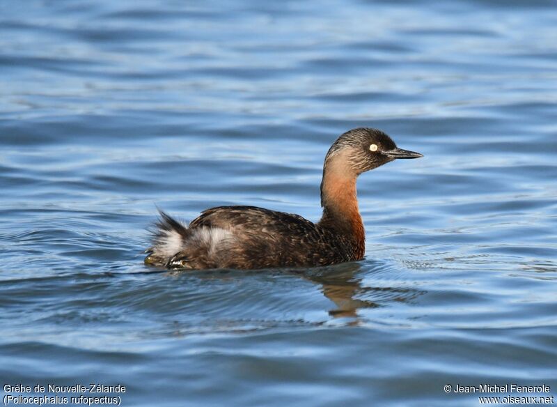 New Zealand Grebe