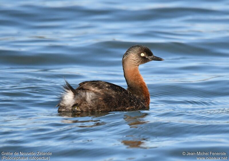 New Zealand Grebe