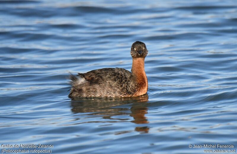 New Zealand Grebe