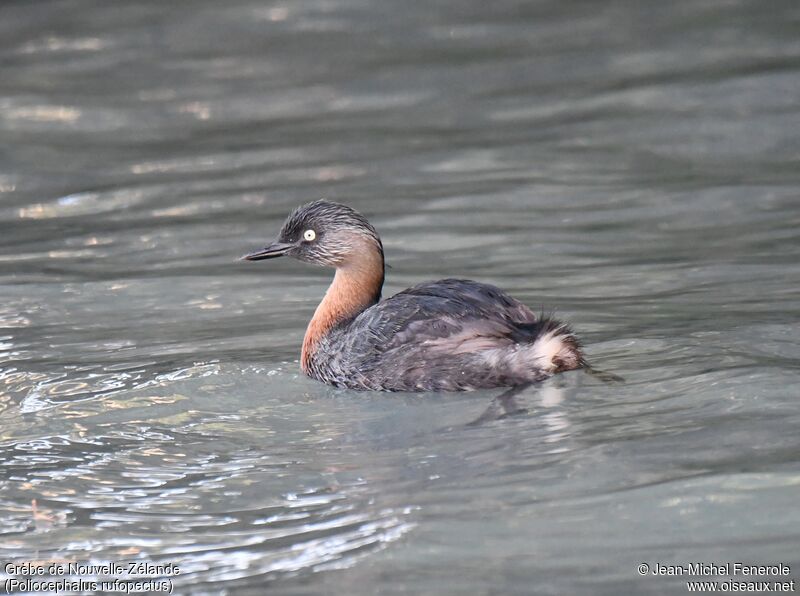 New Zealand Grebe