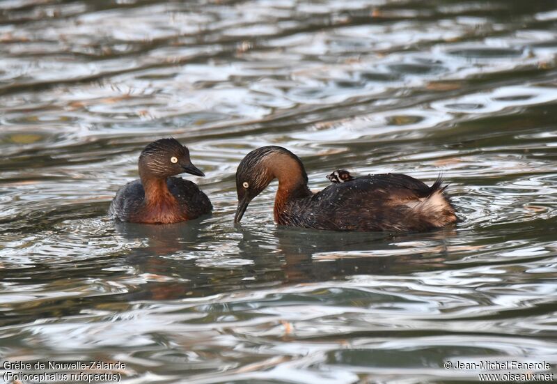 New Zealand Grebe