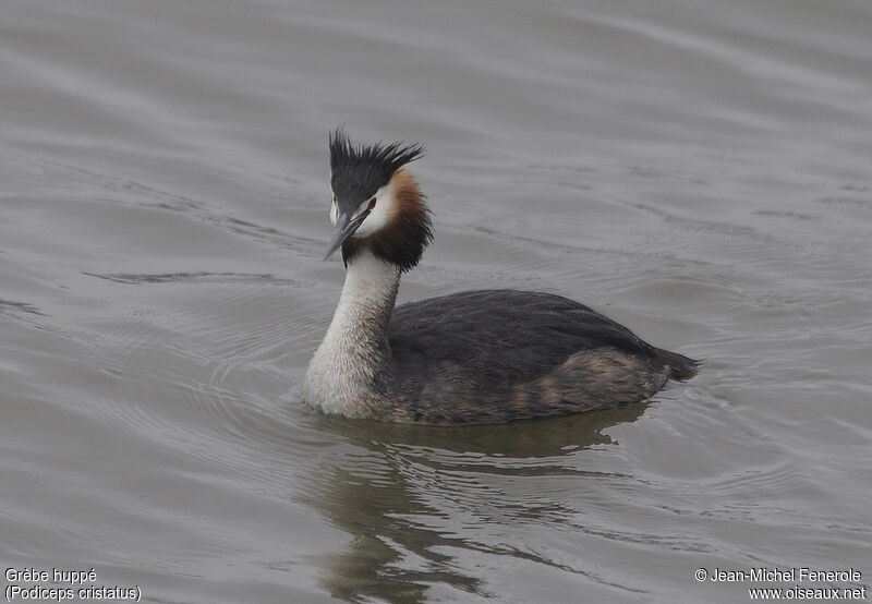 Great Crested Grebe