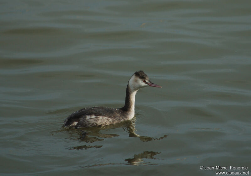 Great Crested Grebe