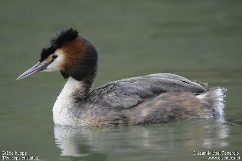 Great Crested Grebe