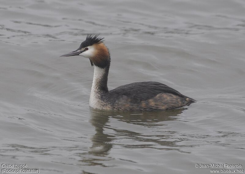 Great Crested Grebe