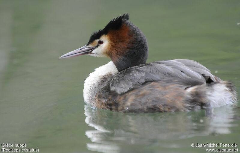 Great Crested Grebe